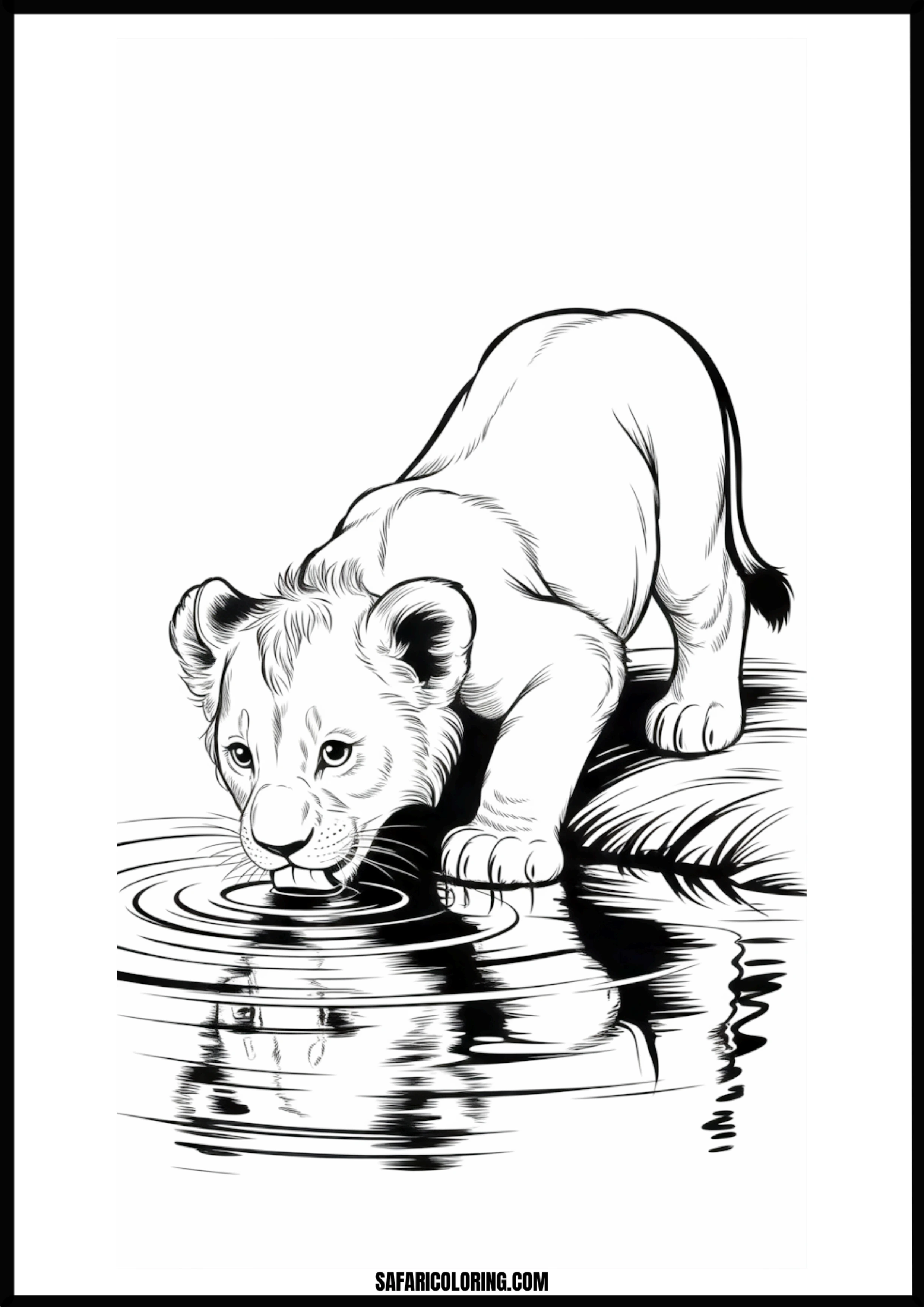 Lion cub drinking water illustration.