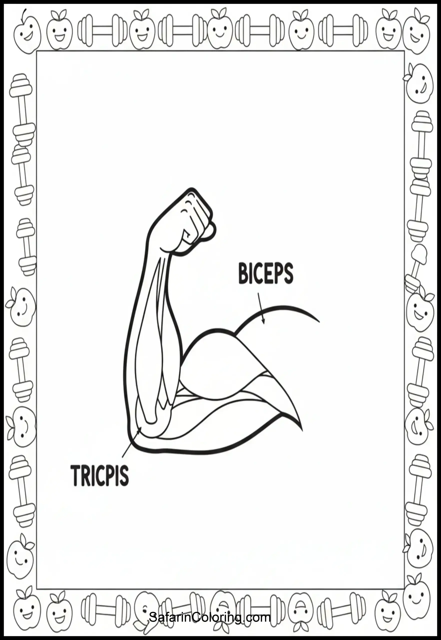 Anatomy Coloring Pages Arm Muscles Scaled