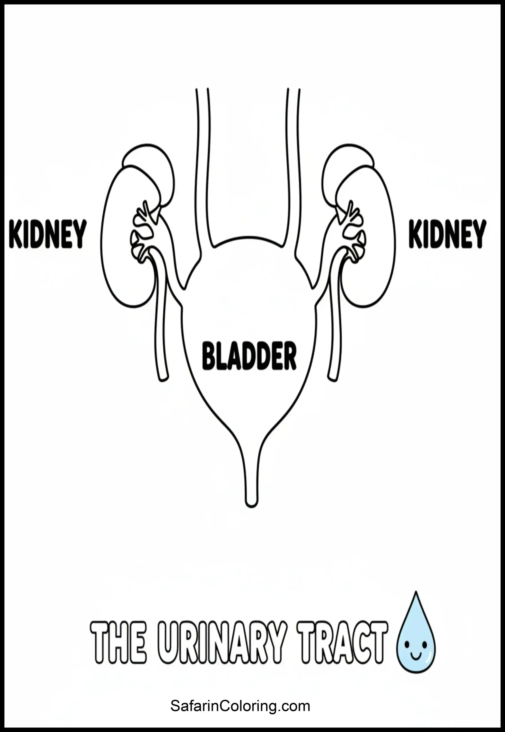Anatomy Coloring Pages Bladder Scaled