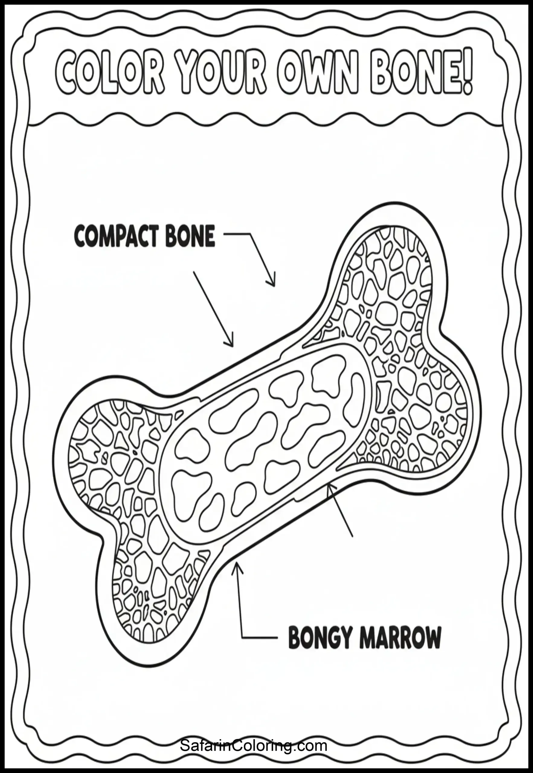 Anatomy Coloring Pages Bone Marrow Scaled