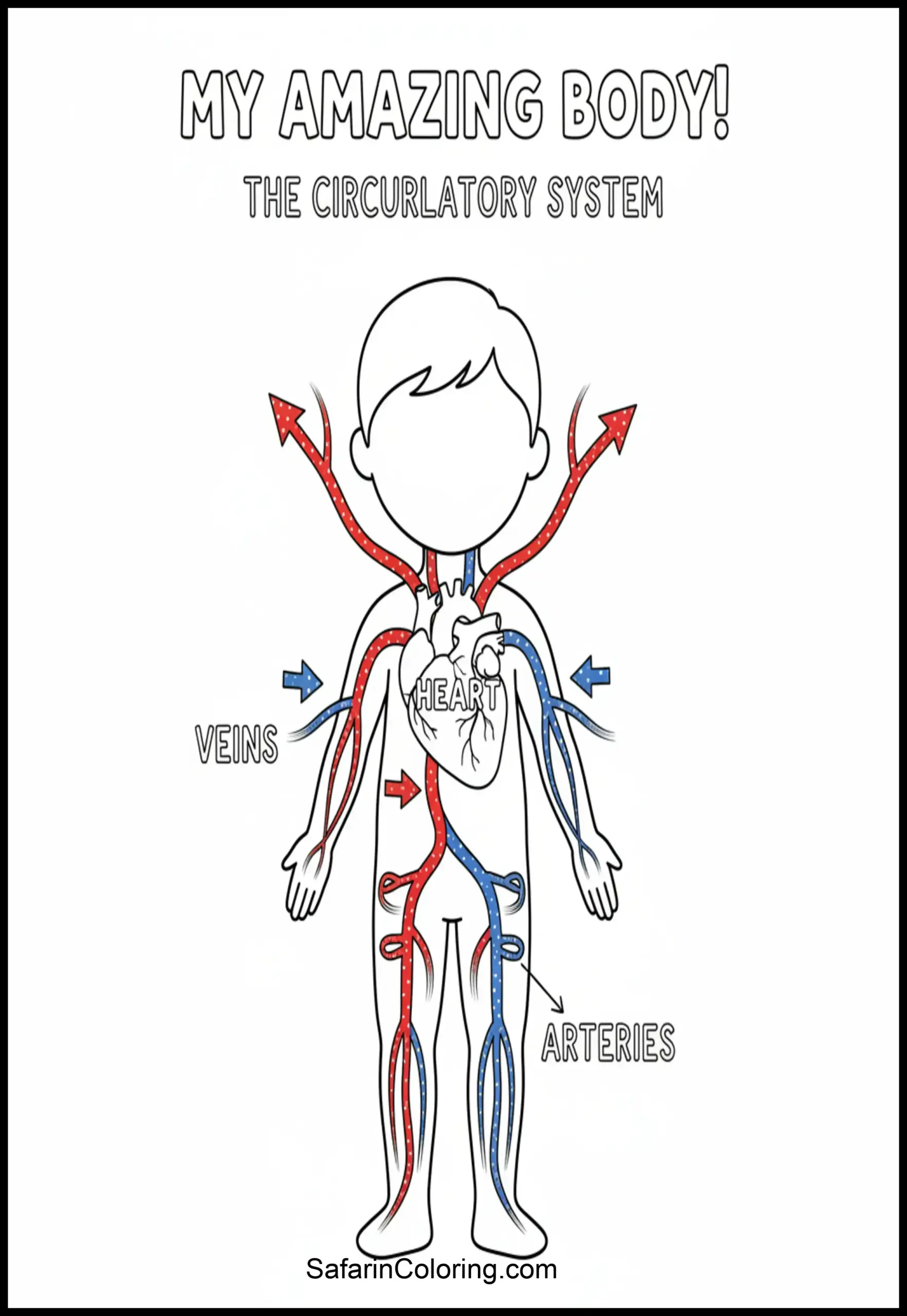 Anatomy Coloring Pages Circulatory System Scaled
