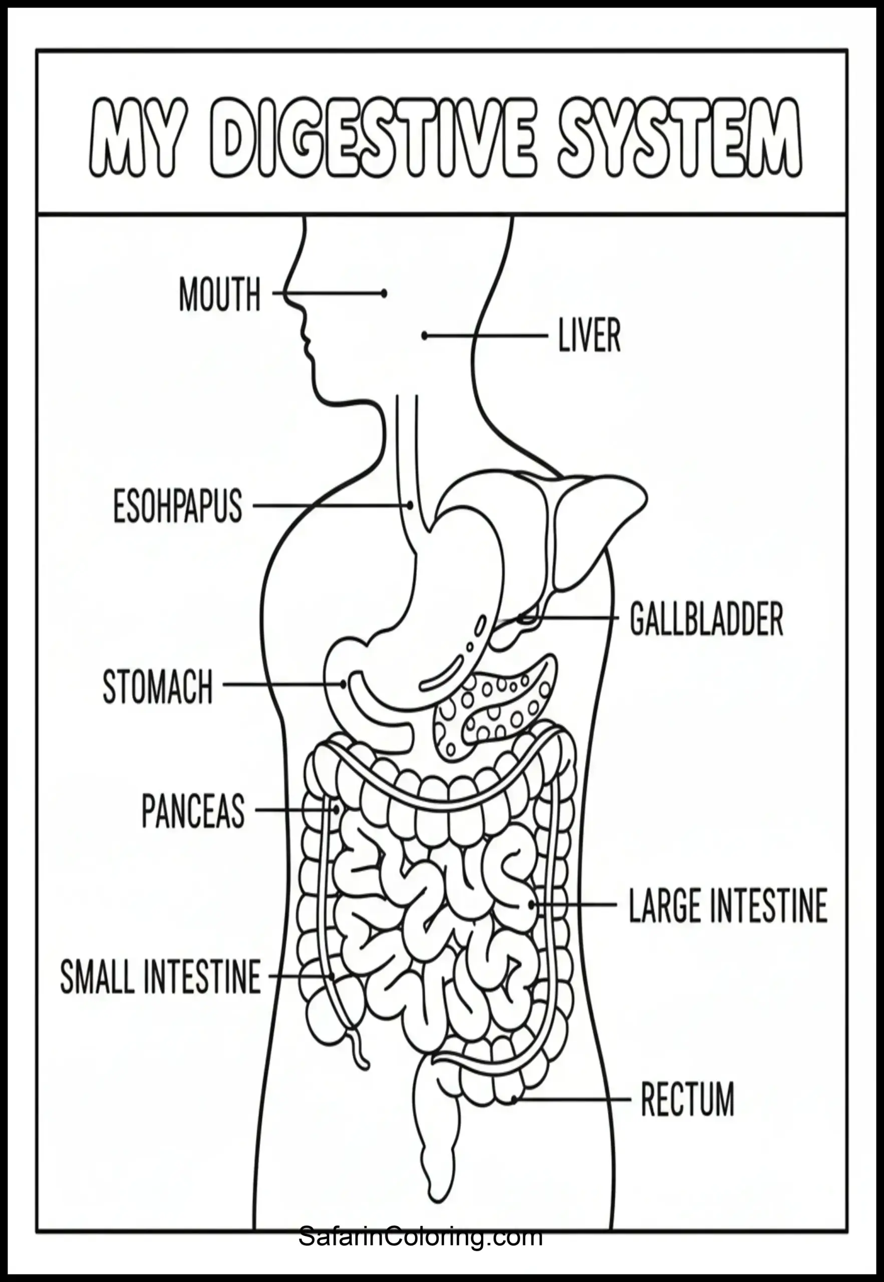 Anatomy Coloring Pages Digestive System Scaled