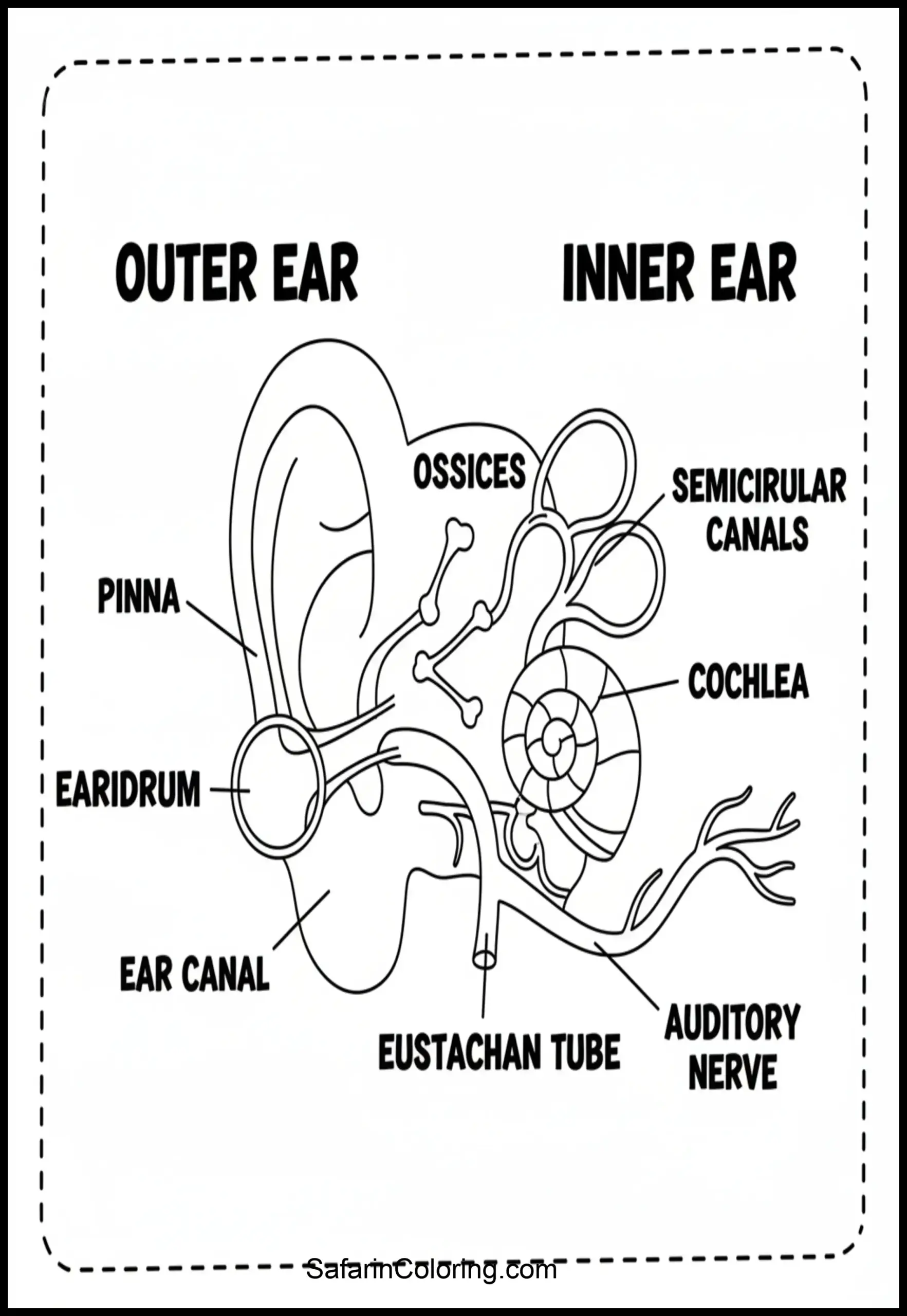 Anatomy Coloring Pages Ear Diagram Scaled