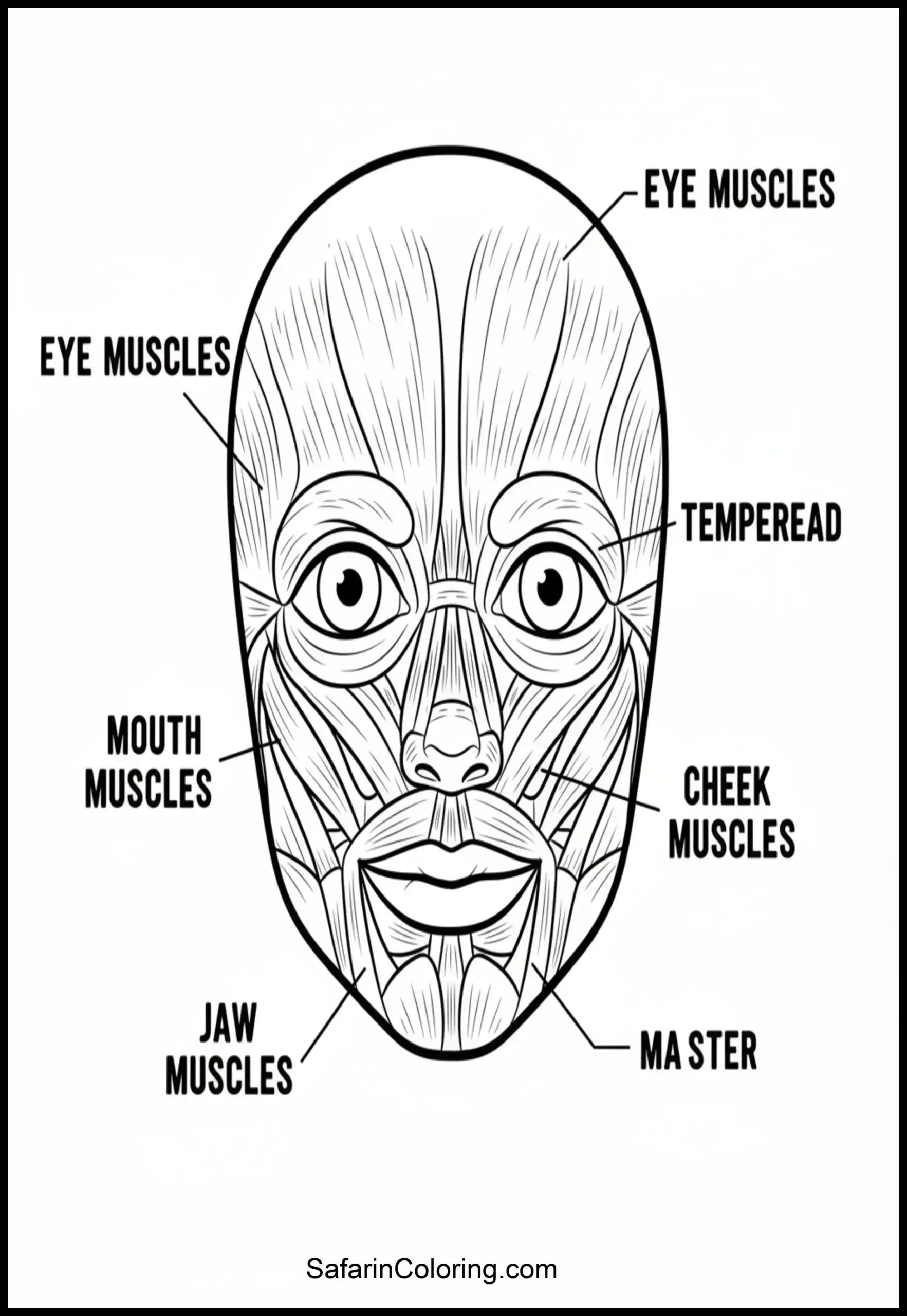 Anatomy Coloring Pages Face Muscles Scaled