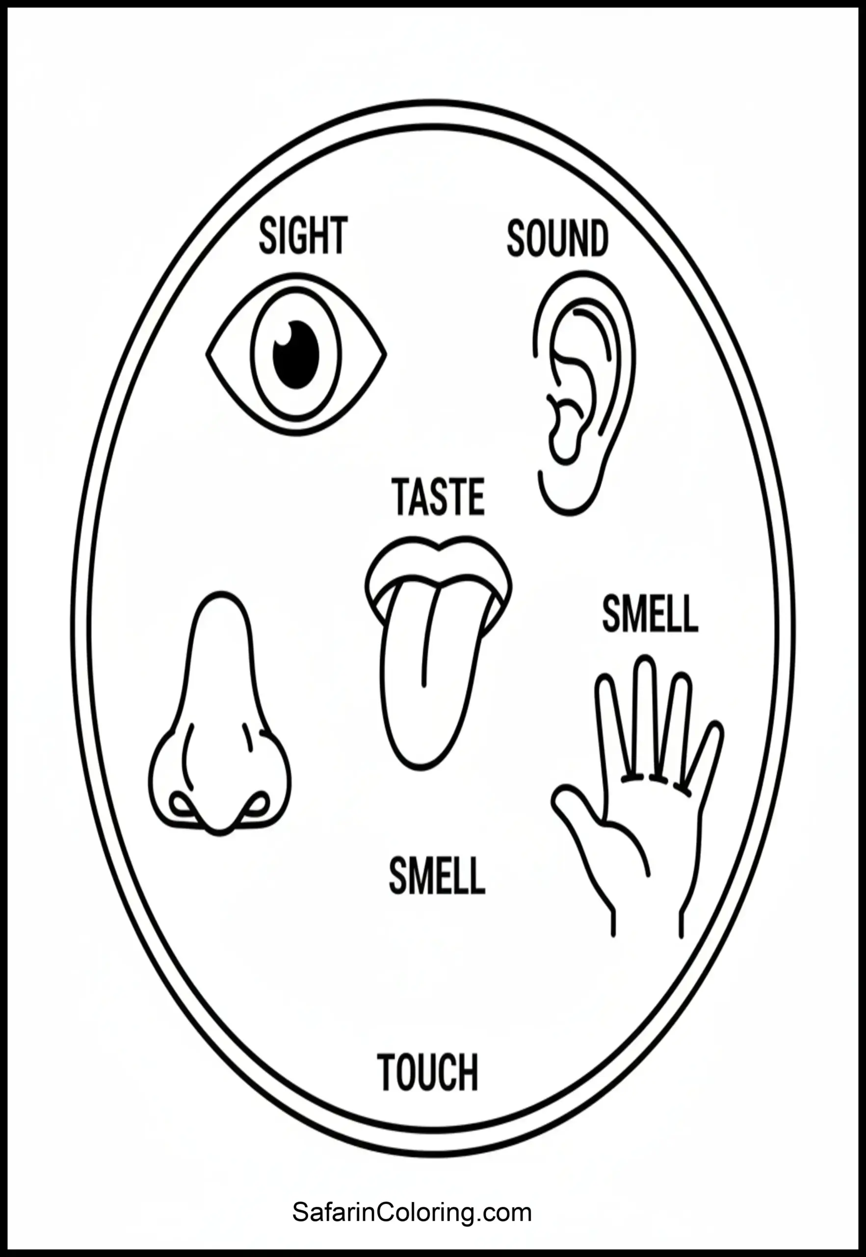 Anatomy Coloring Pages Five Senses Scaled
