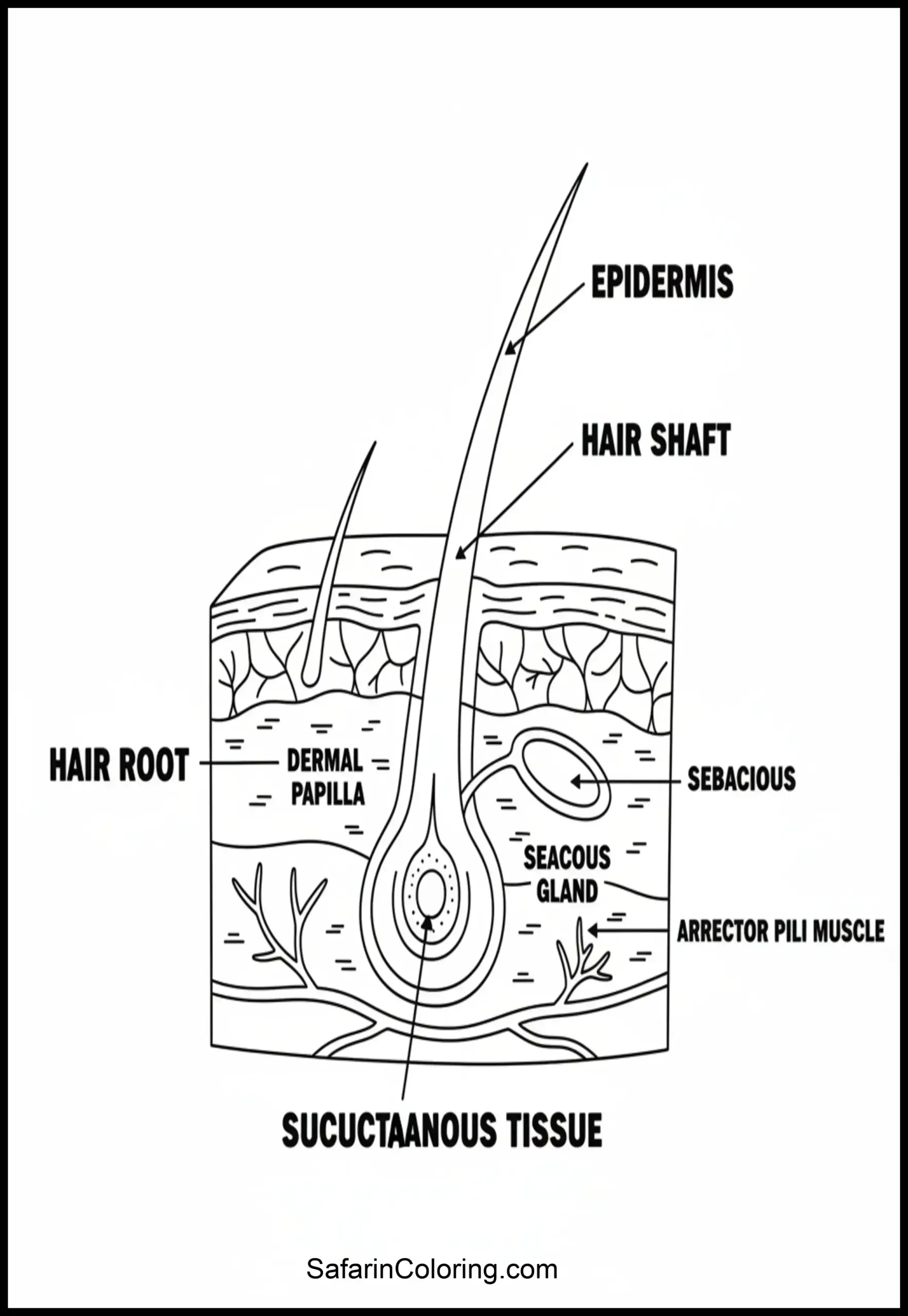 Anatomy Coloring Pages Hair Follicle Scaled