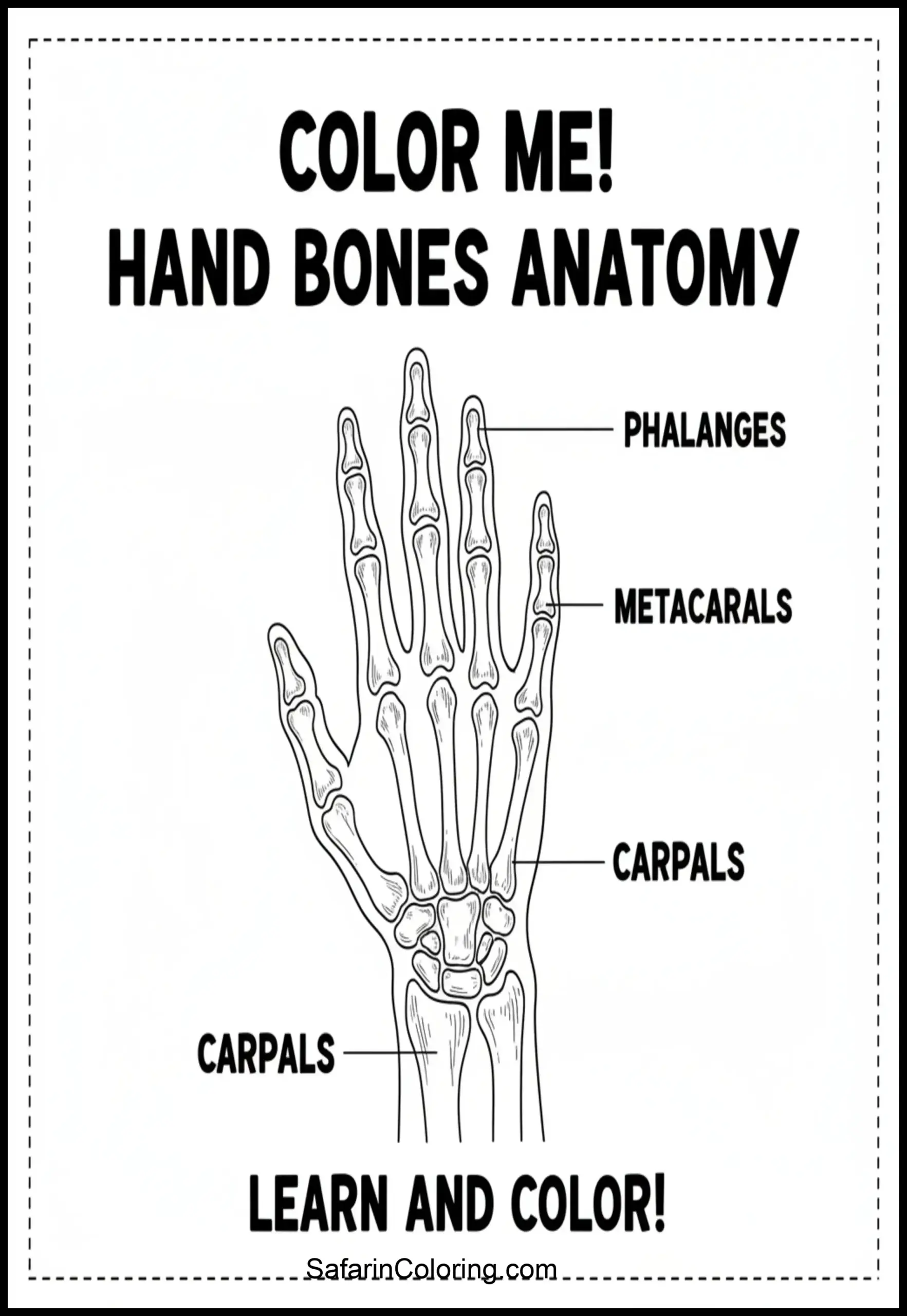 Anatomy Coloring Pages Hand Bones Scaled