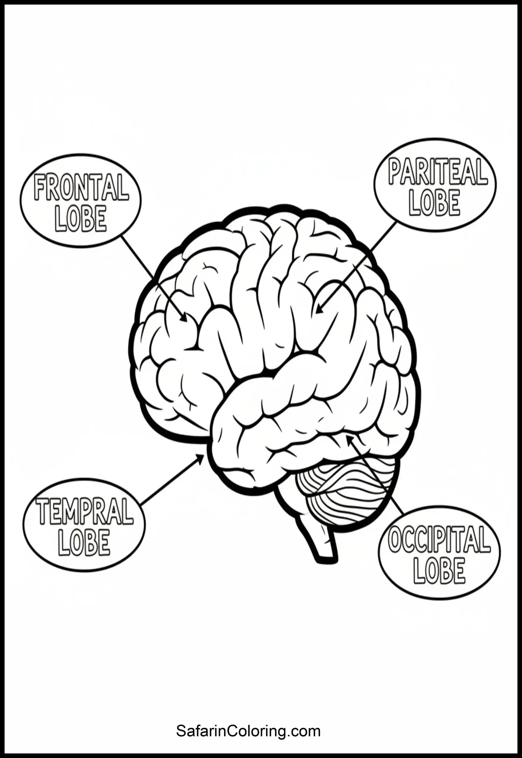 Anatomy Coloring Pages Human Brain Scaled