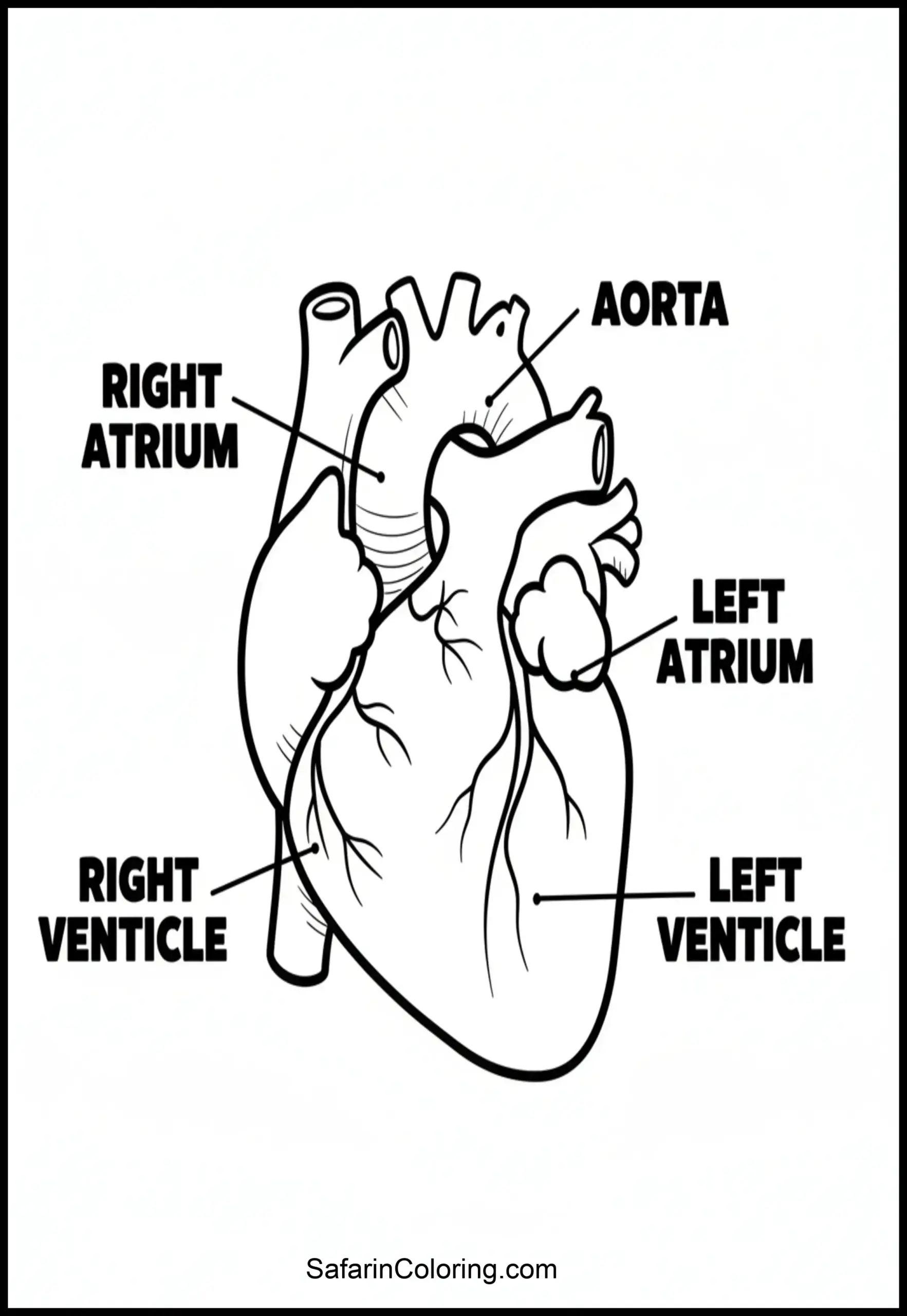 Anatomy Coloring Pages Human Heart Scaled