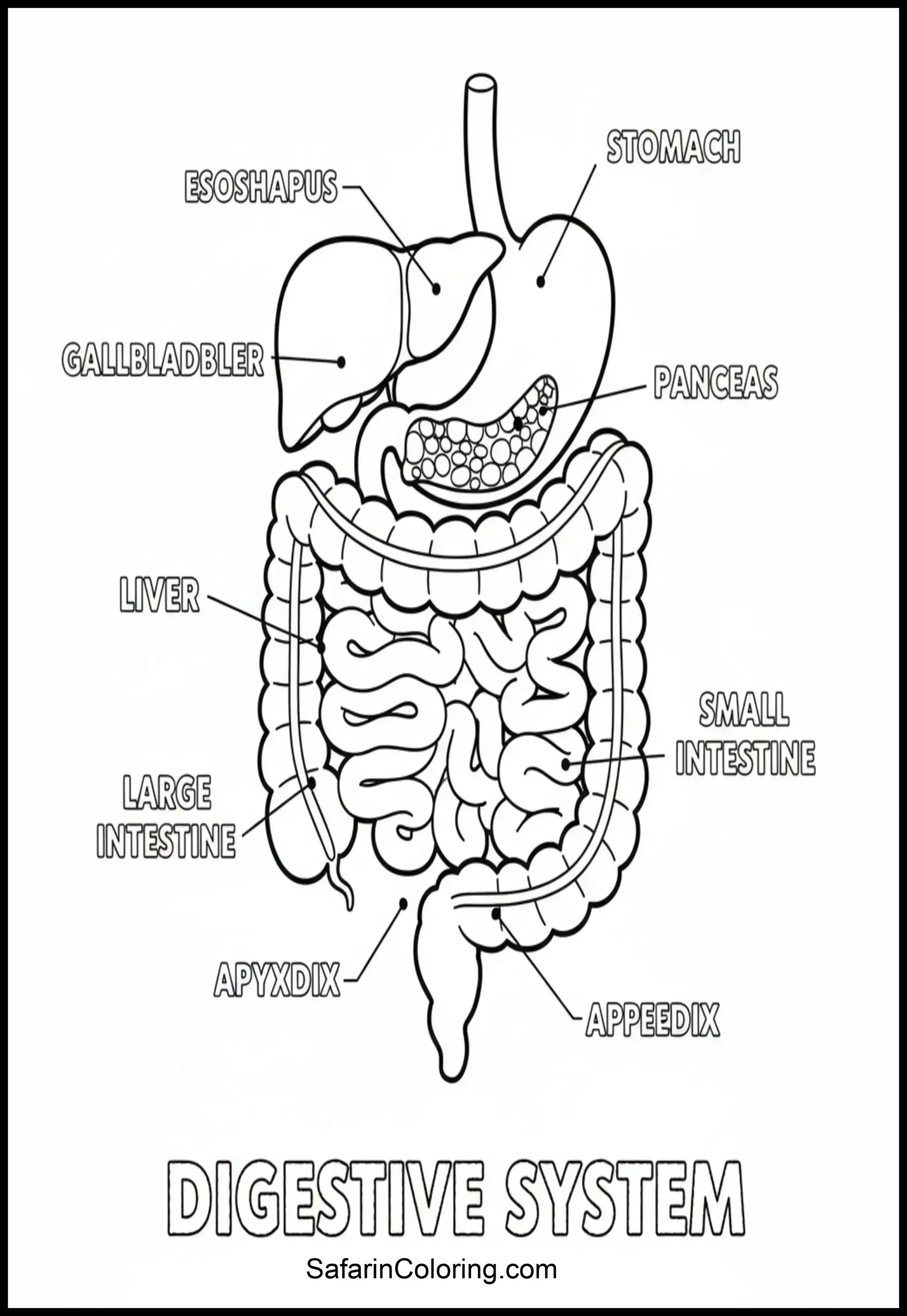 Anatomy Coloring Pages Intestines Scaled