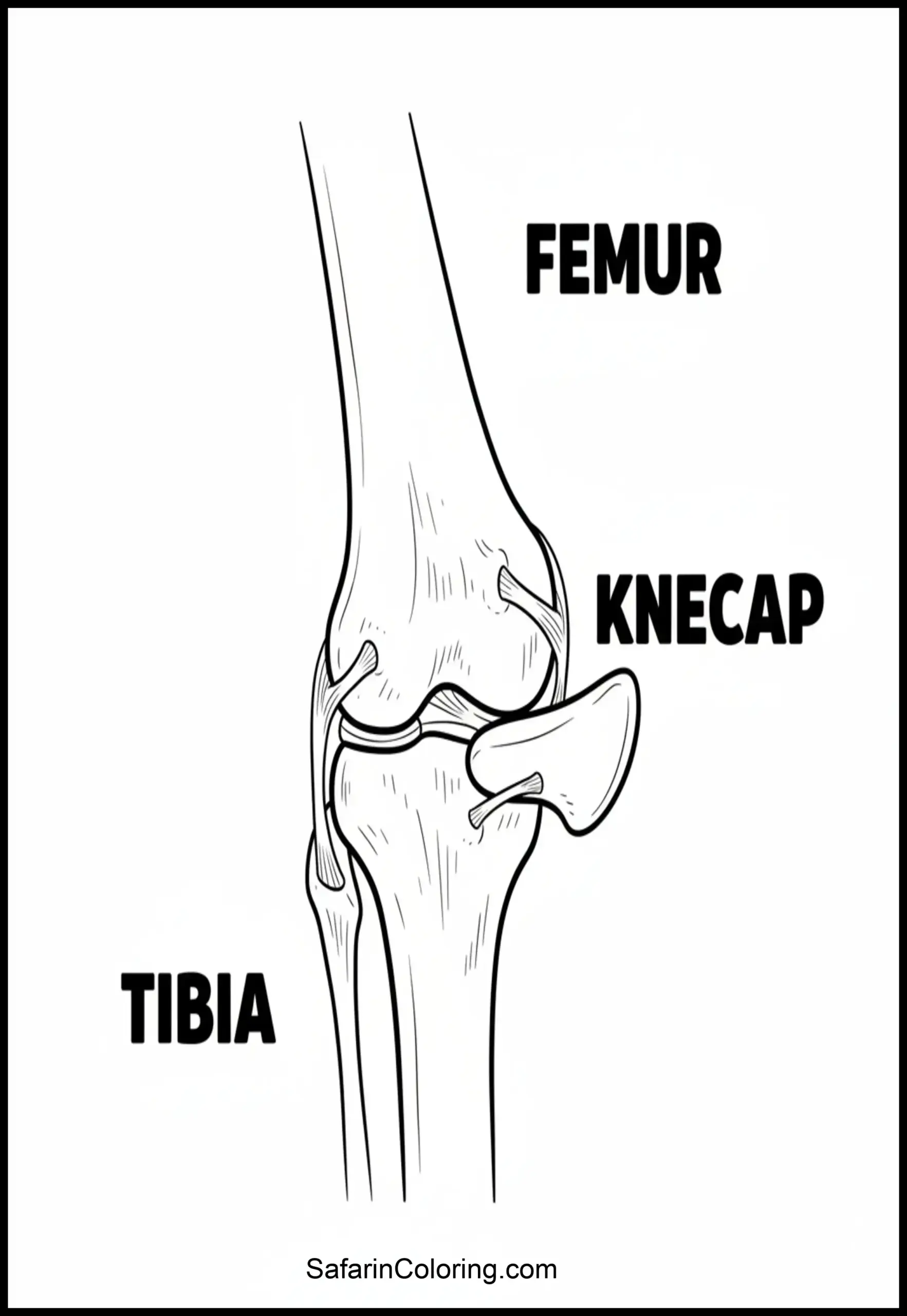 Anatomy Coloring Pages Knee Joint Scaled