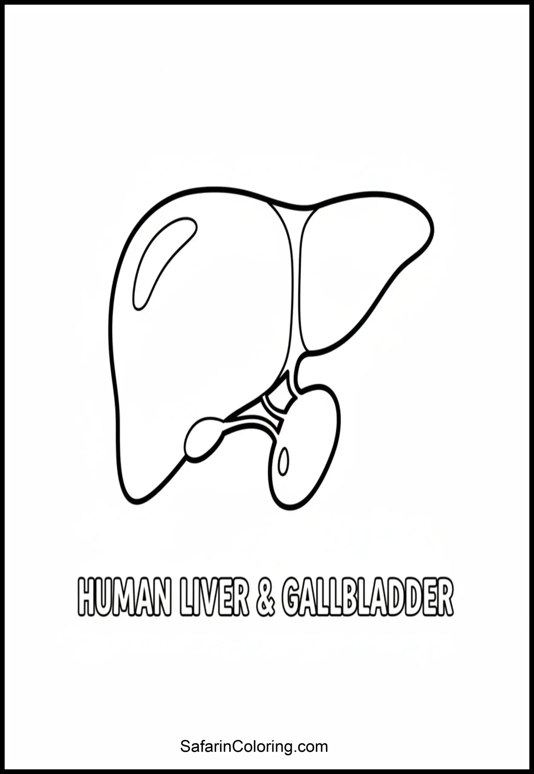 Anatomy Coloring Pages Liver Organ Scaled