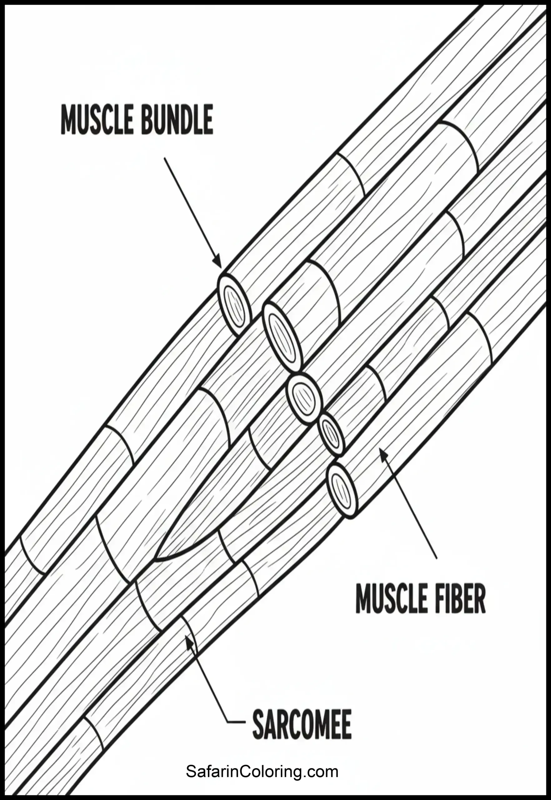 Anatomy Coloring Pages Muscle Fibers Scaled