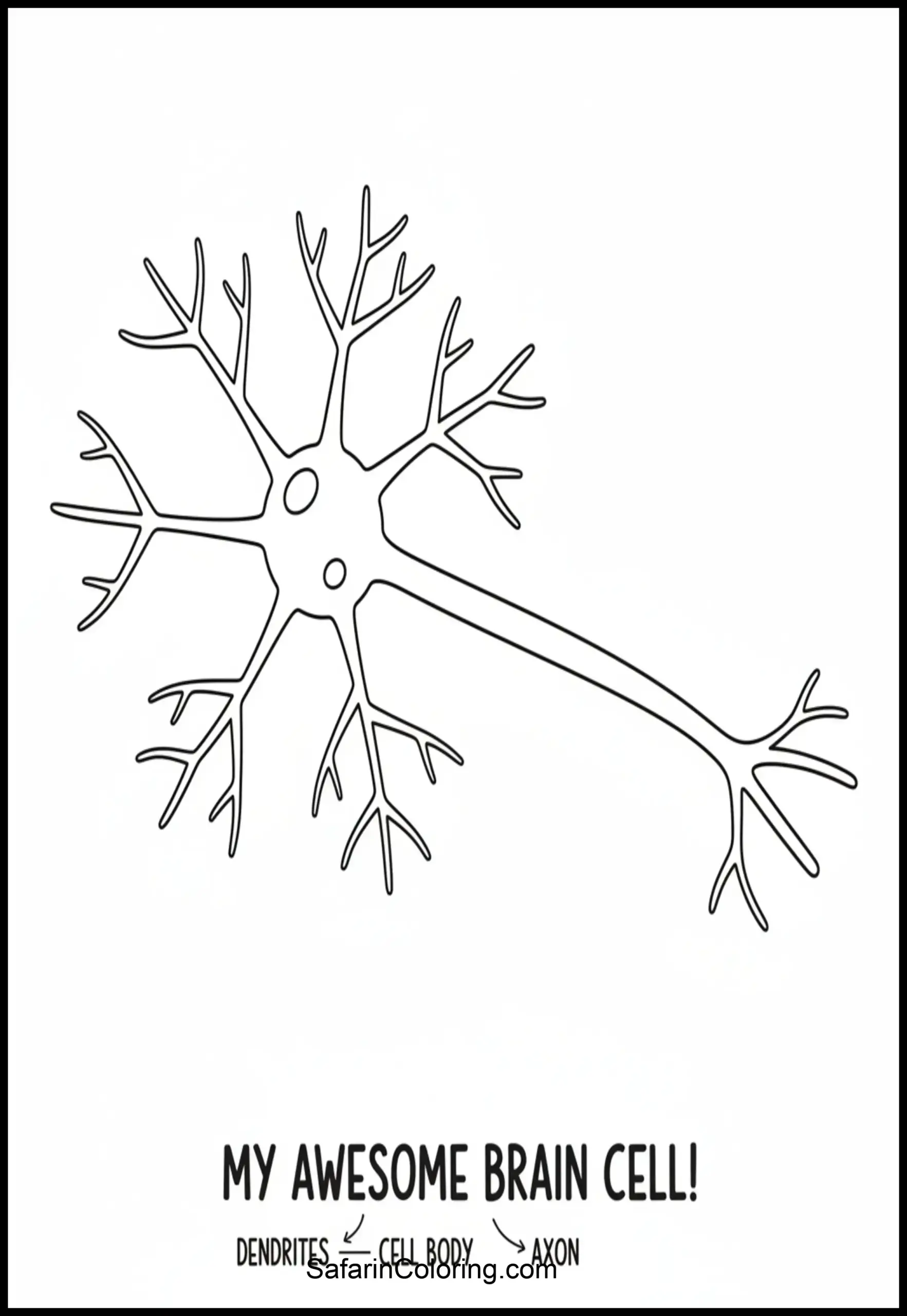 Anatomy Coloring Pages Neuron Cell Scaled