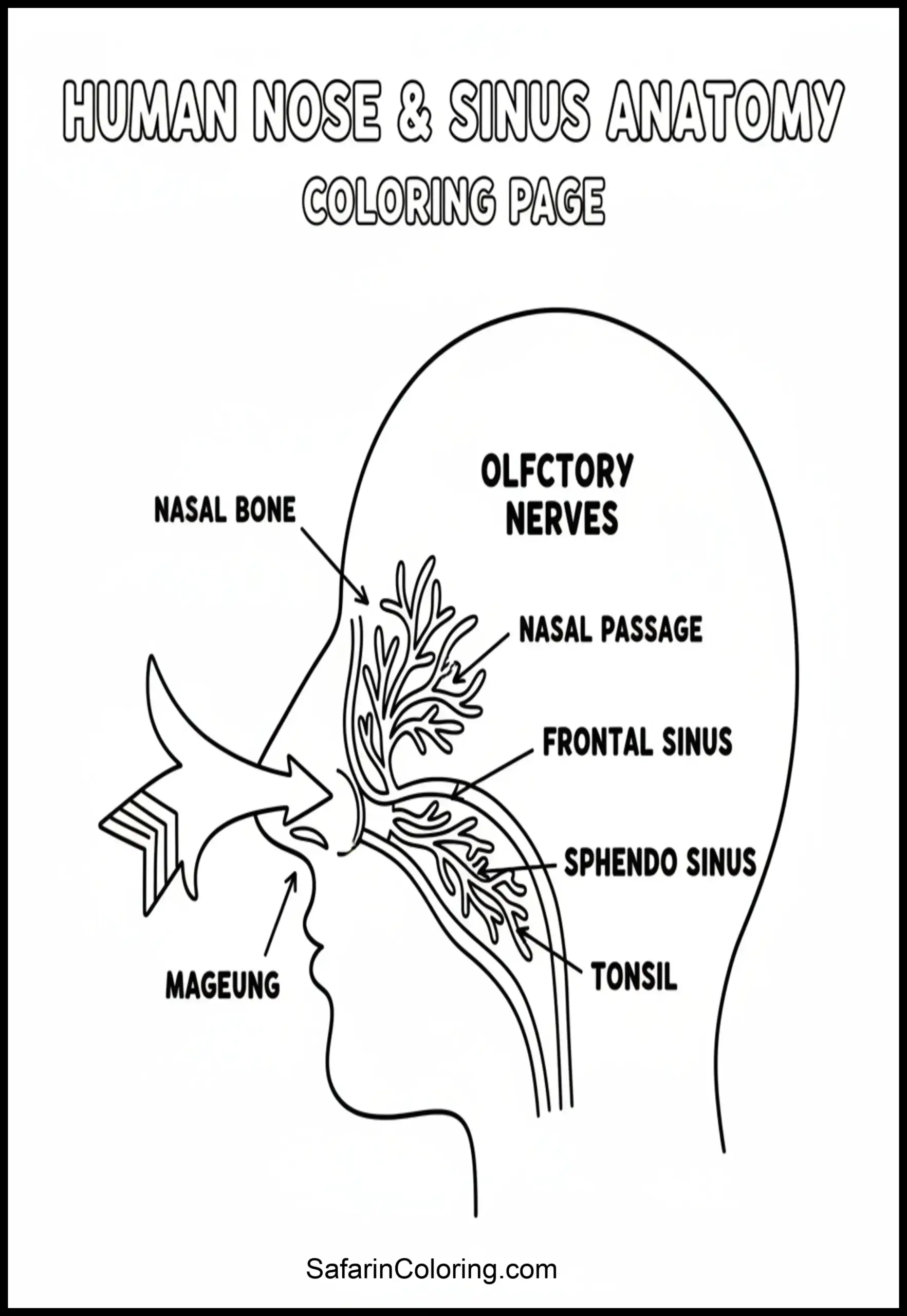 Anatomy Coloring Pages Nose Smell Scaled