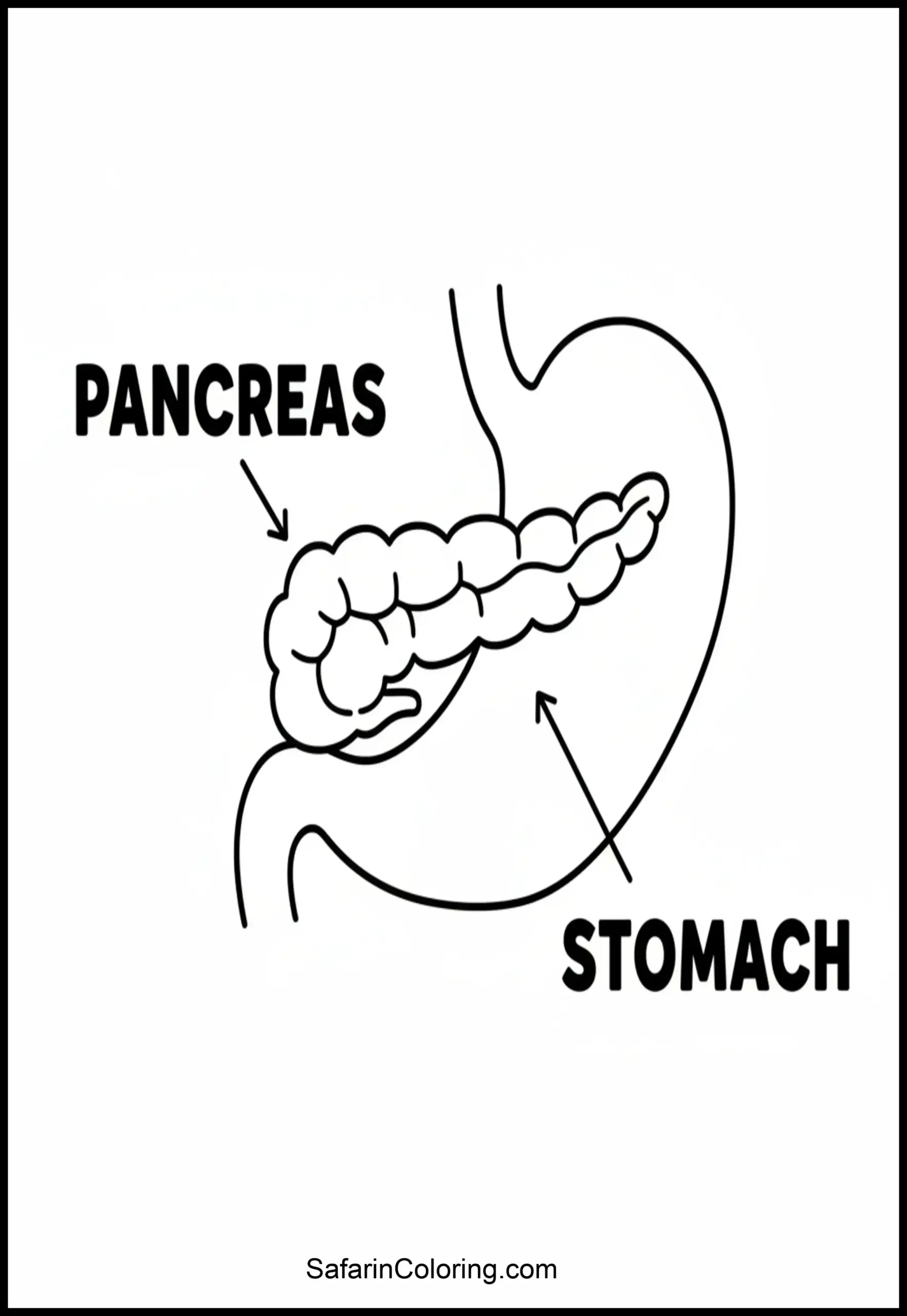 Anatomy Coloring Pages Pancreas Scaled