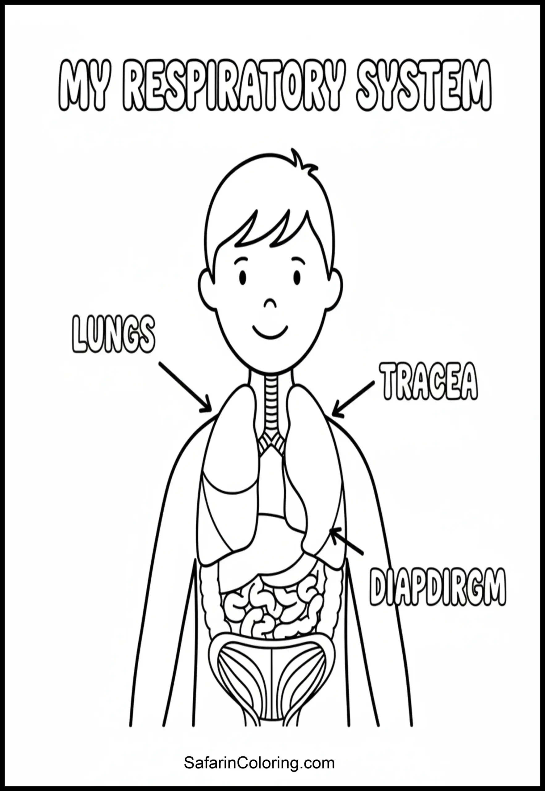 Anatomy Coloring Pages Respiratory System Scaled