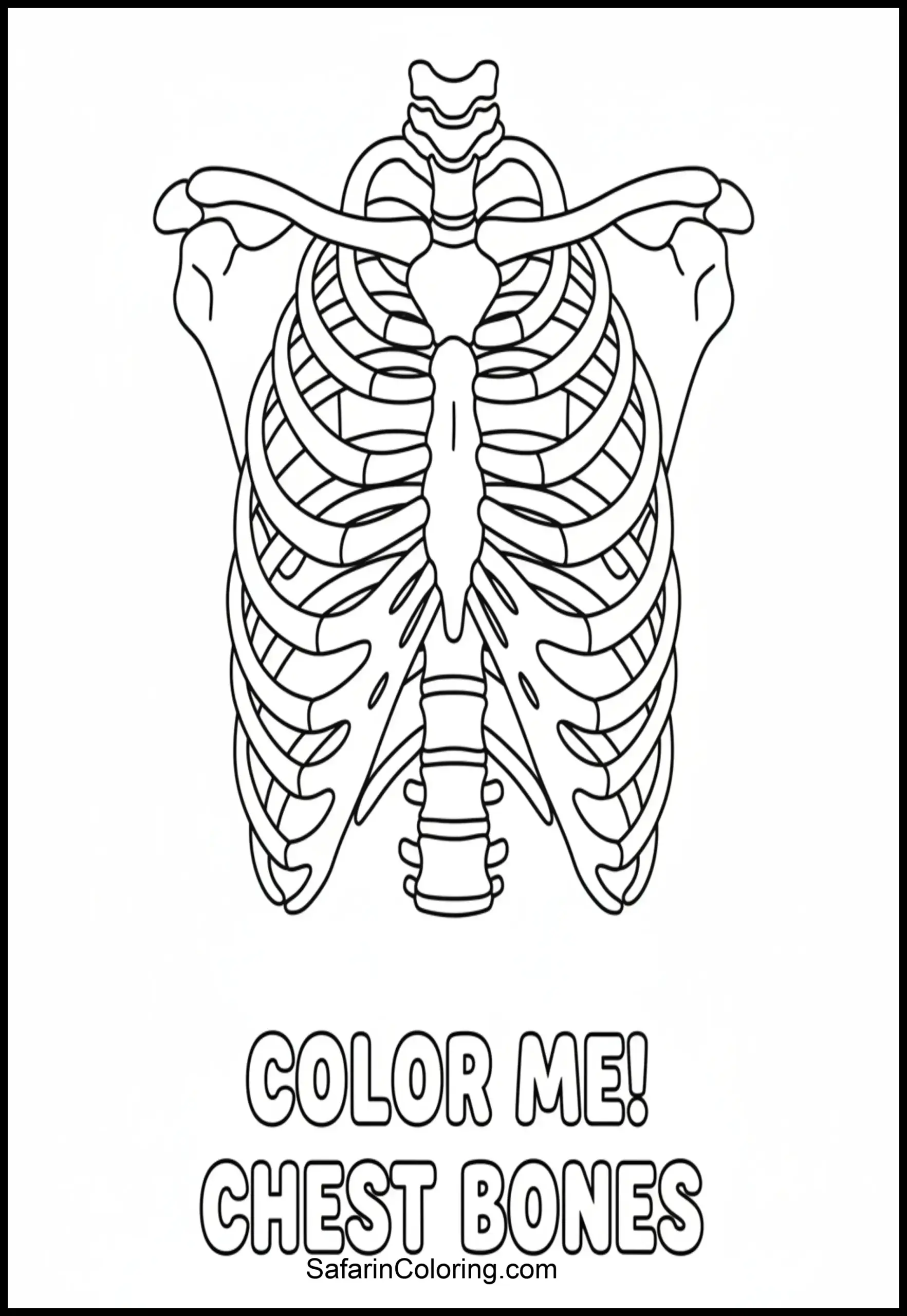 Anatomy Coloring Pages Ribcage Scaled