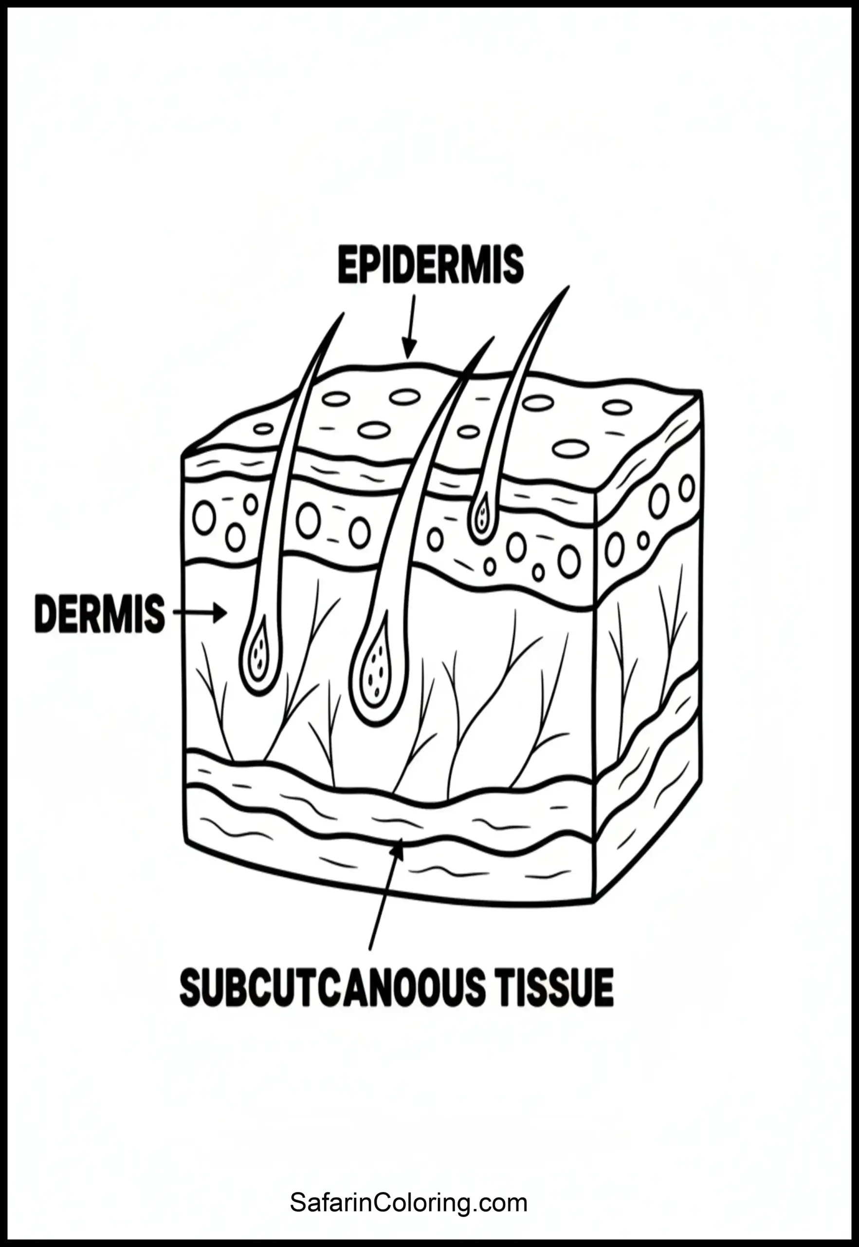 Anatomy Coloring Pages Skin Layers Scaled