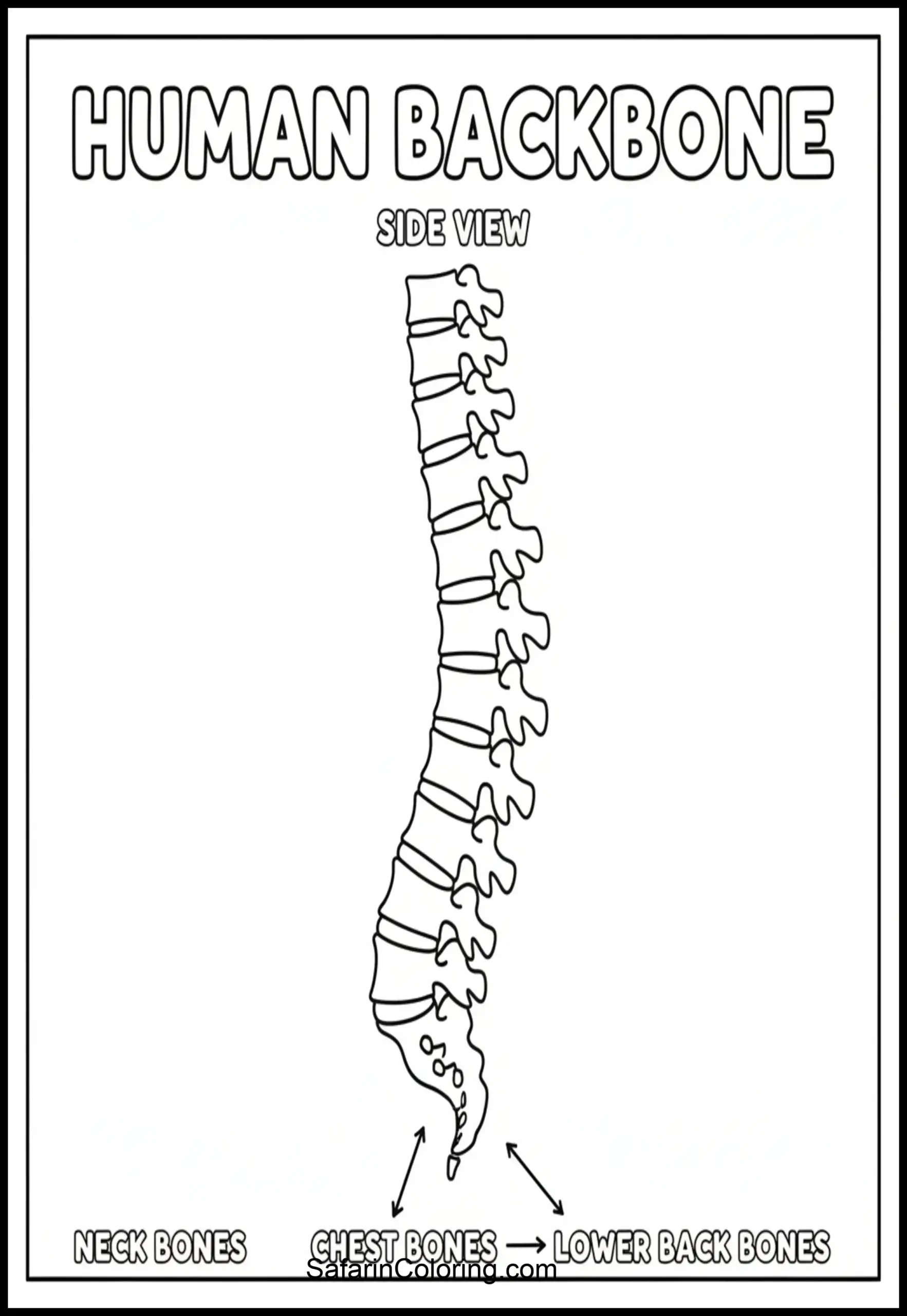 Anatomy Coloring Pages Spine Column Scaled