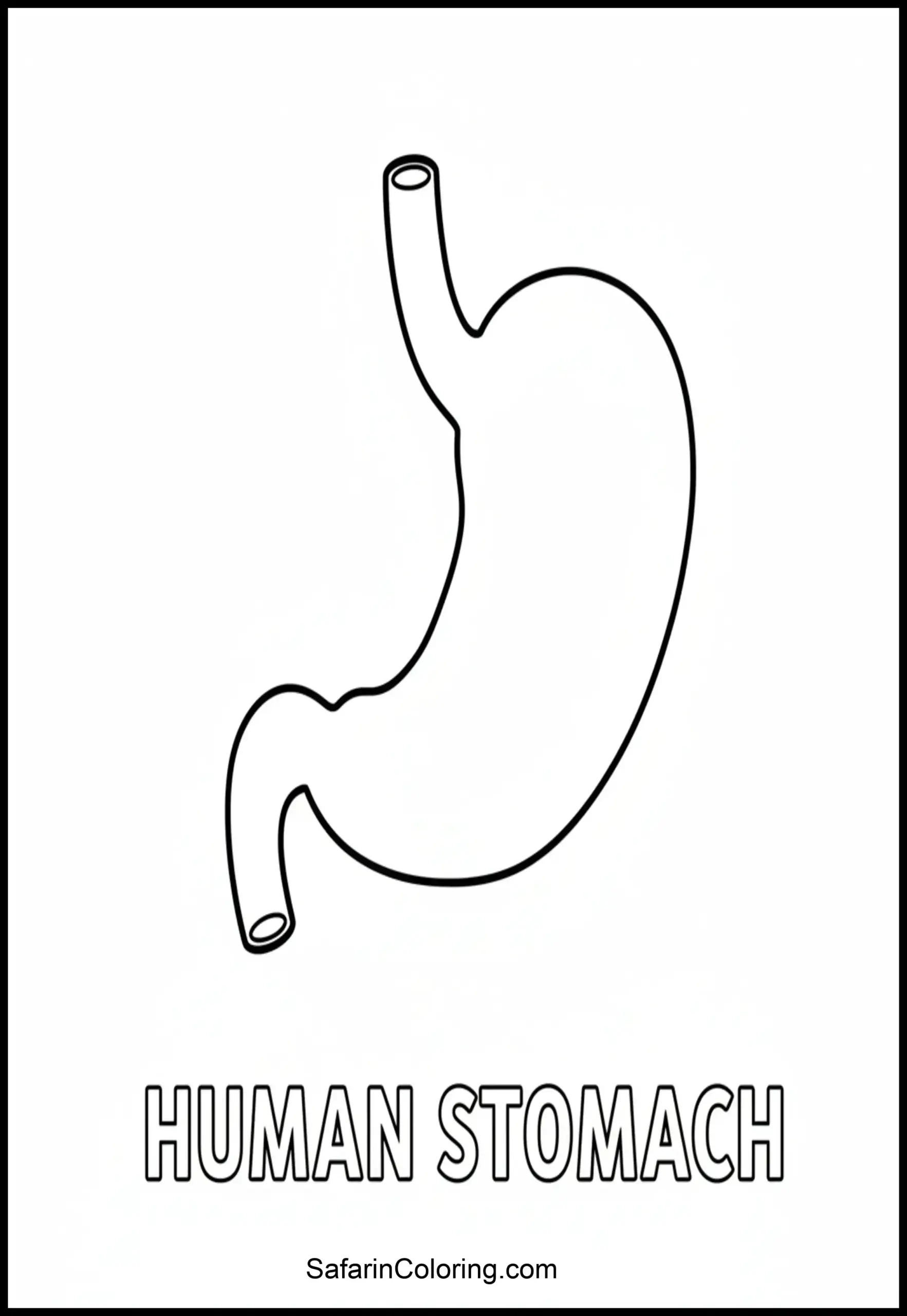 Anatomy Coloring Pages Stomach Organ Scaled