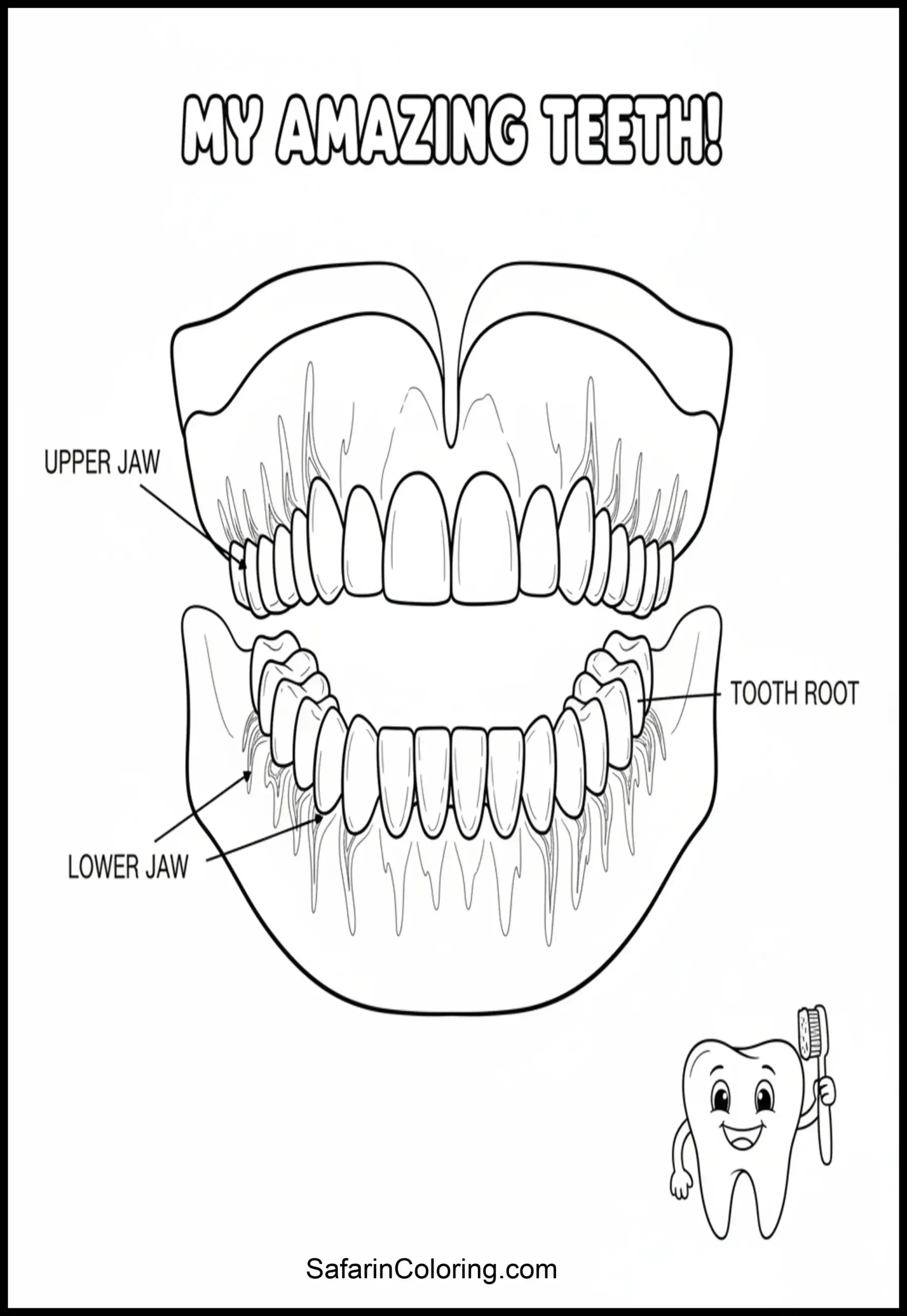 Anatomy Coloring Pages Teeth Jaw Scaled