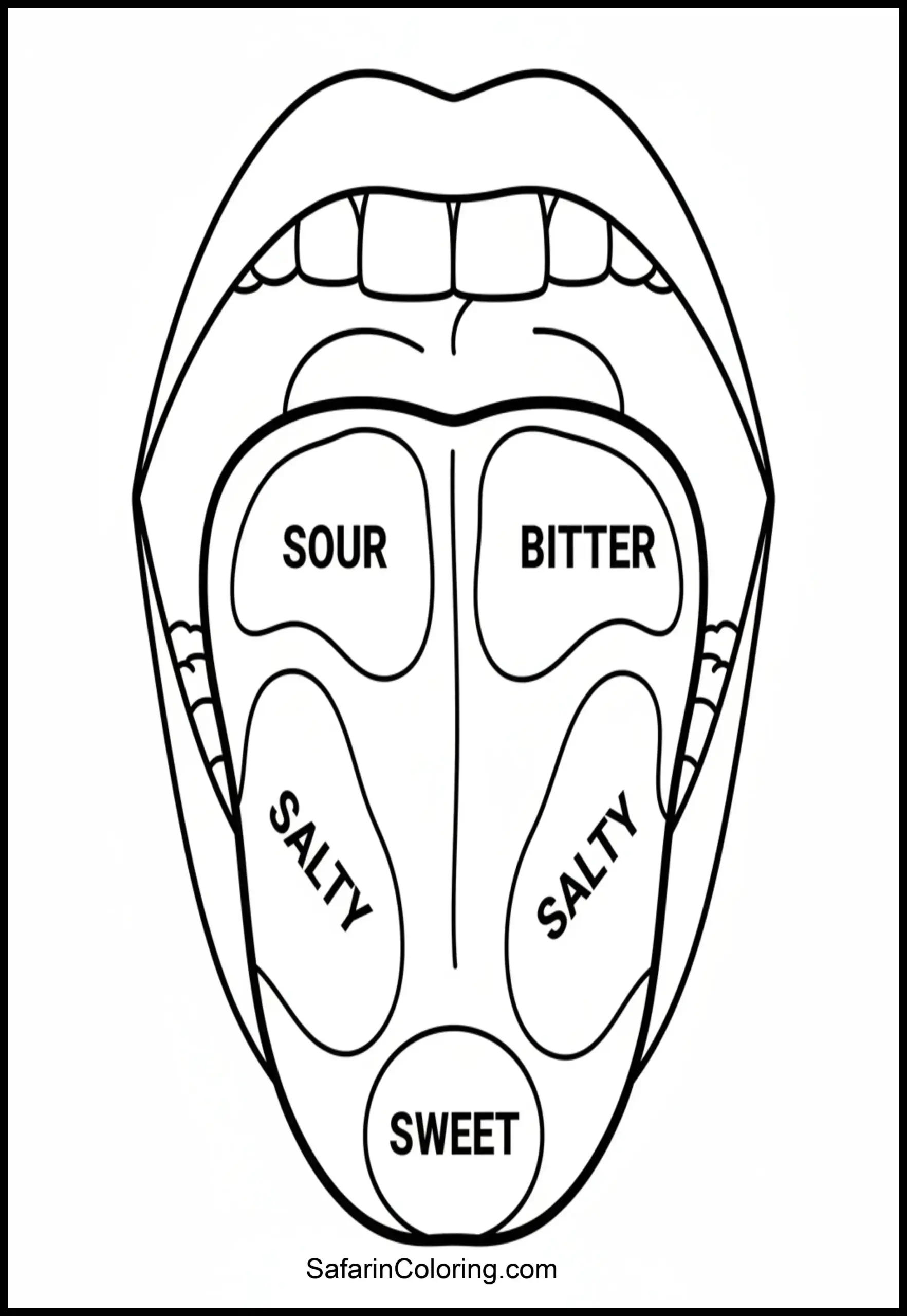 Anatomy Coloring Pages Tongue Taste Scaled