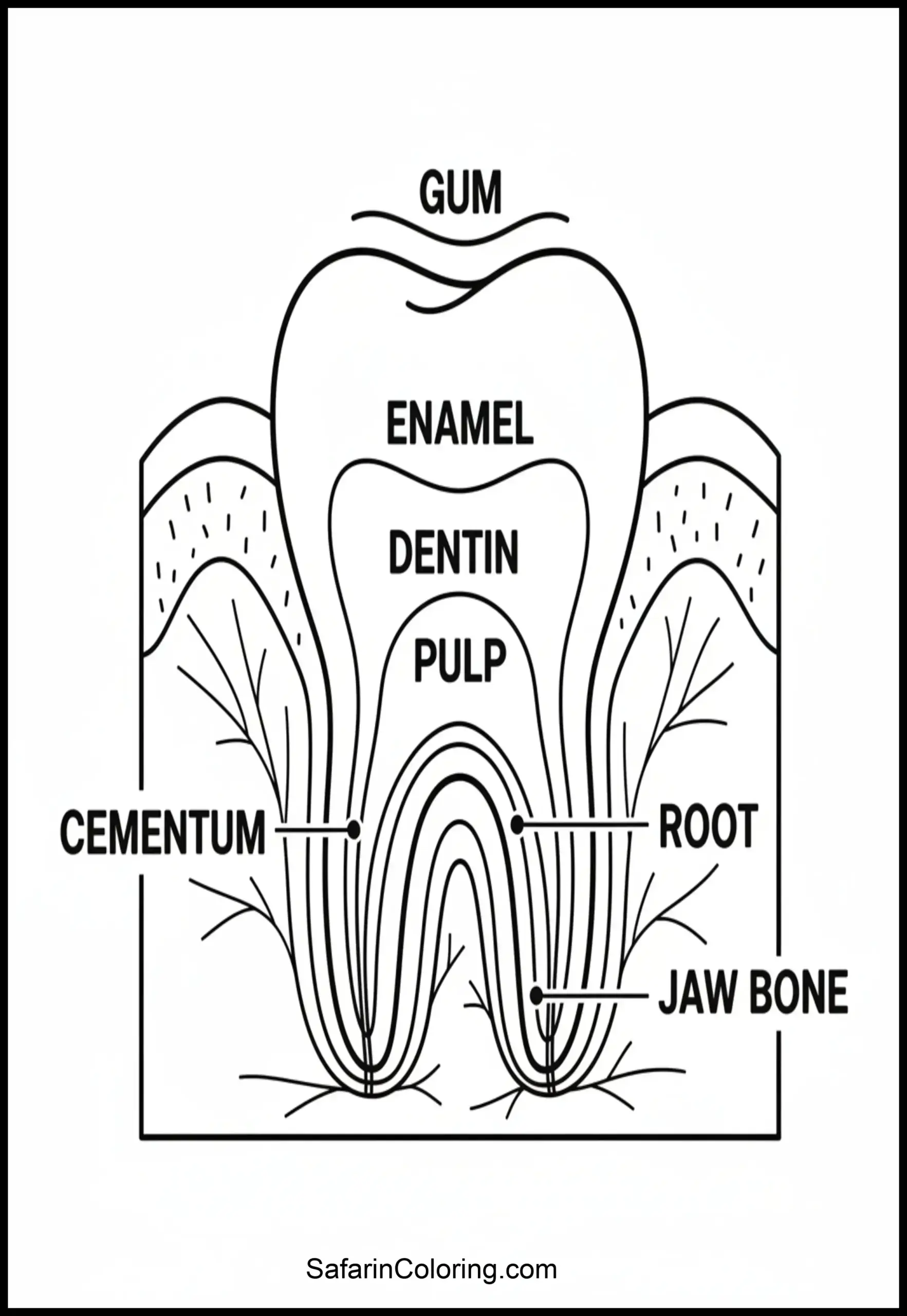 Anatomy Coloring Pages Tooth Cross Section Scaled