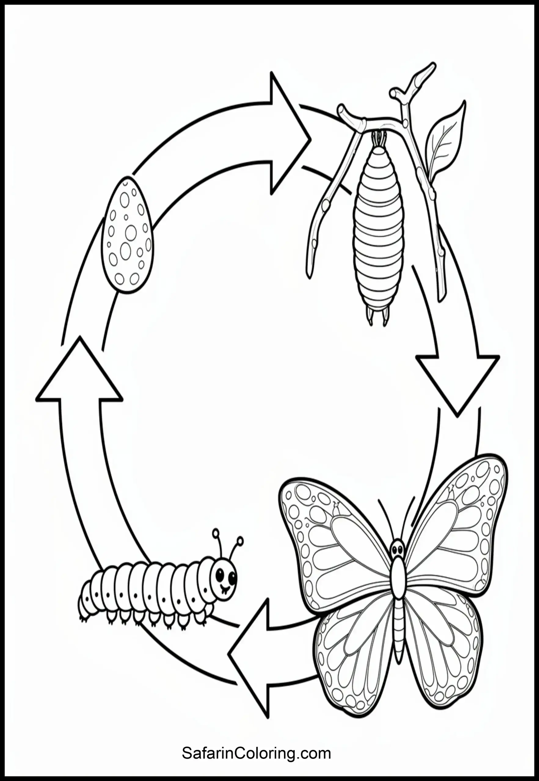 Butterfly Life Cycle Scaled
