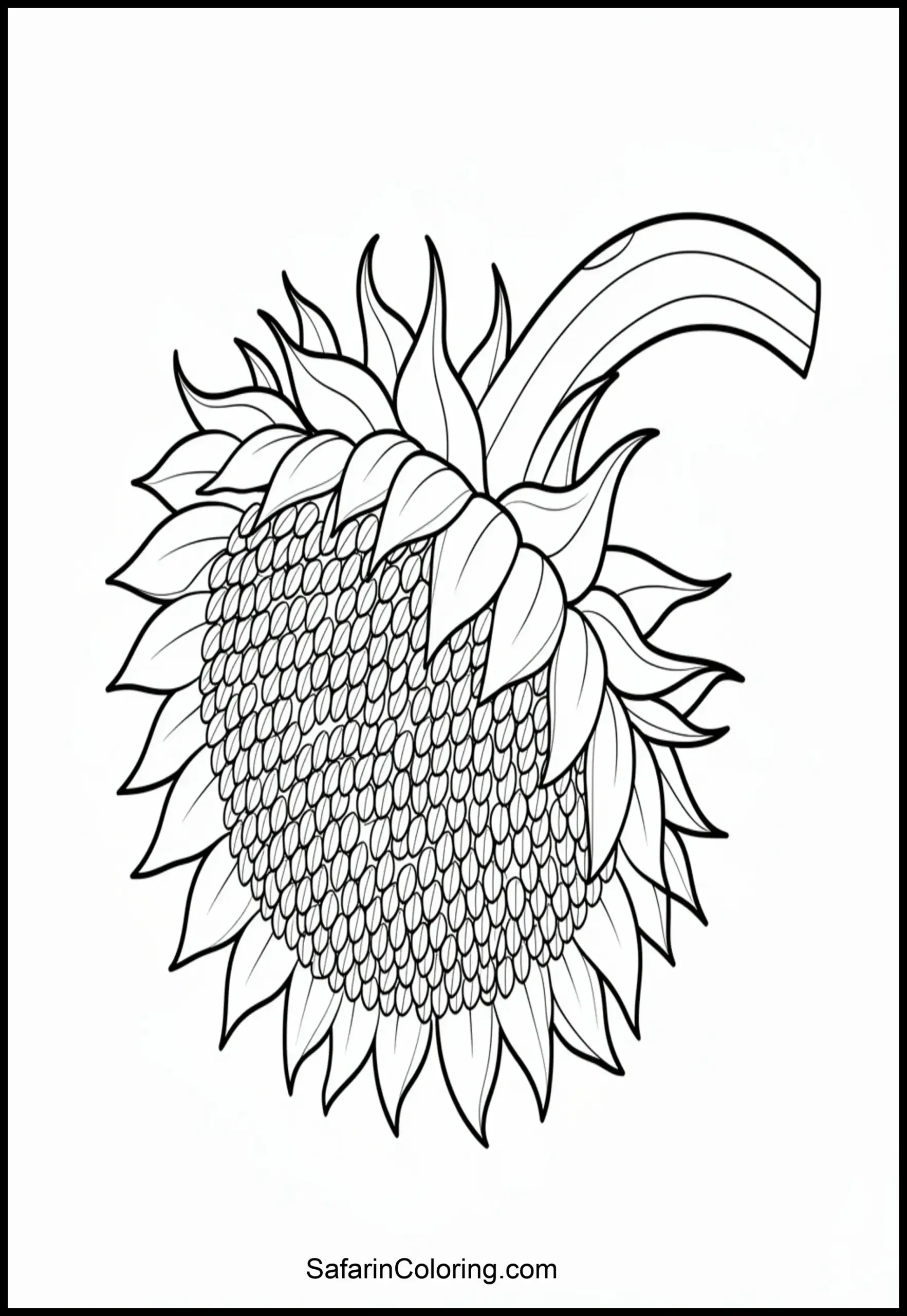 Sunflower Harvest 2 Scaled